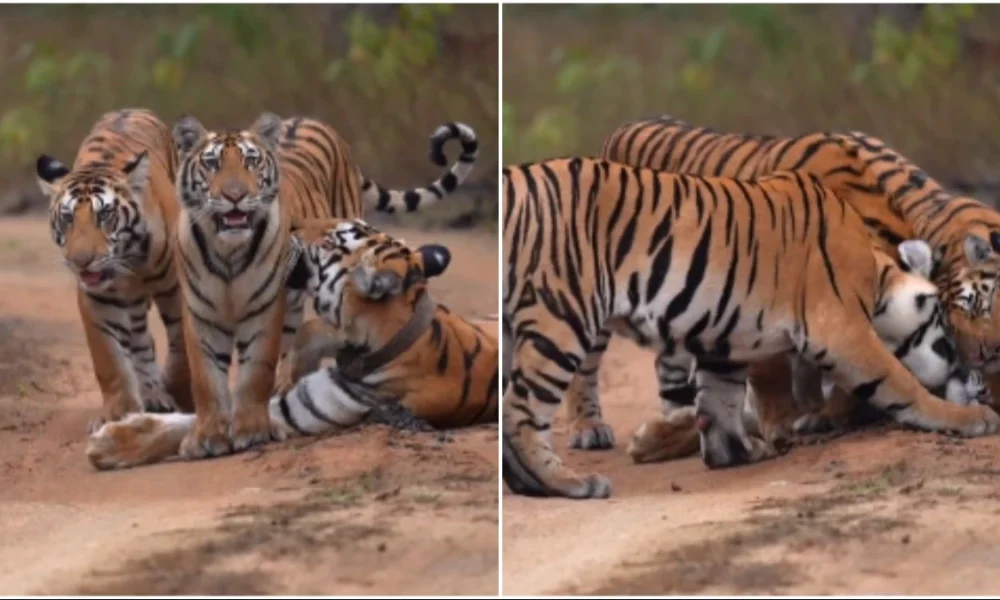 Mothers Day 2024 Tiger cubs rush to cuddle with mother