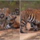 Mothers Day 2024 Tiger cubs rush to cuddle with mother