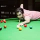 Pankaj Advani